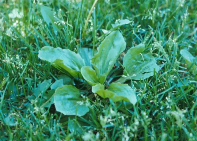 Lawn Weed Spraying Brisbane