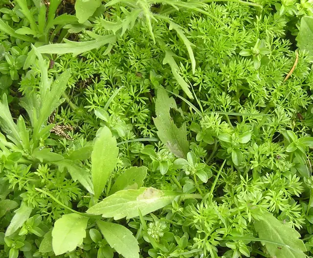 Lawn Grub & Armyworm Control