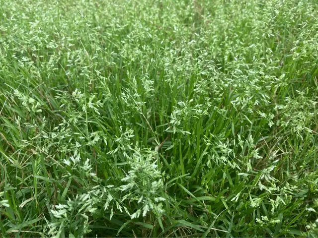 Buffalo Lawn Weed Care Brisbane